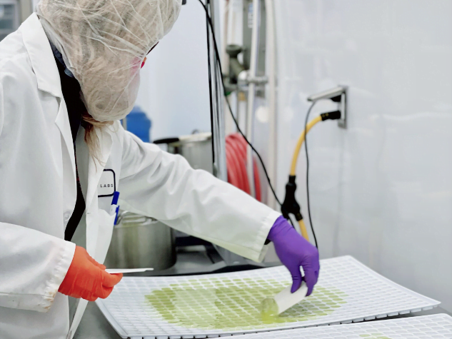 An operator making CBD gummies in trays to fit a bulk order. 