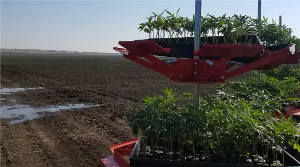 Image of hemp plants that are ready to be planted in a large field.