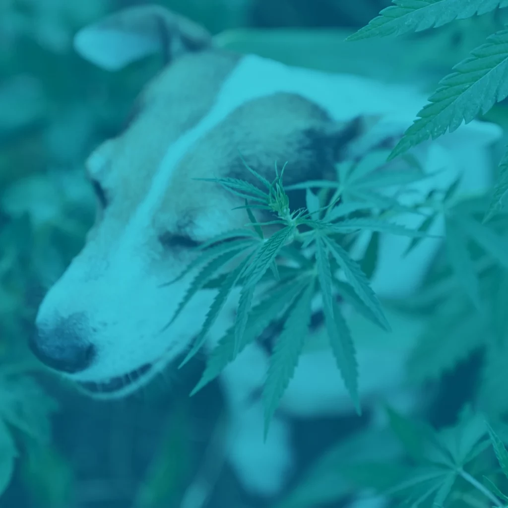 This is an image of a dog in a hemp field symbolizing the pet CBD industry. 