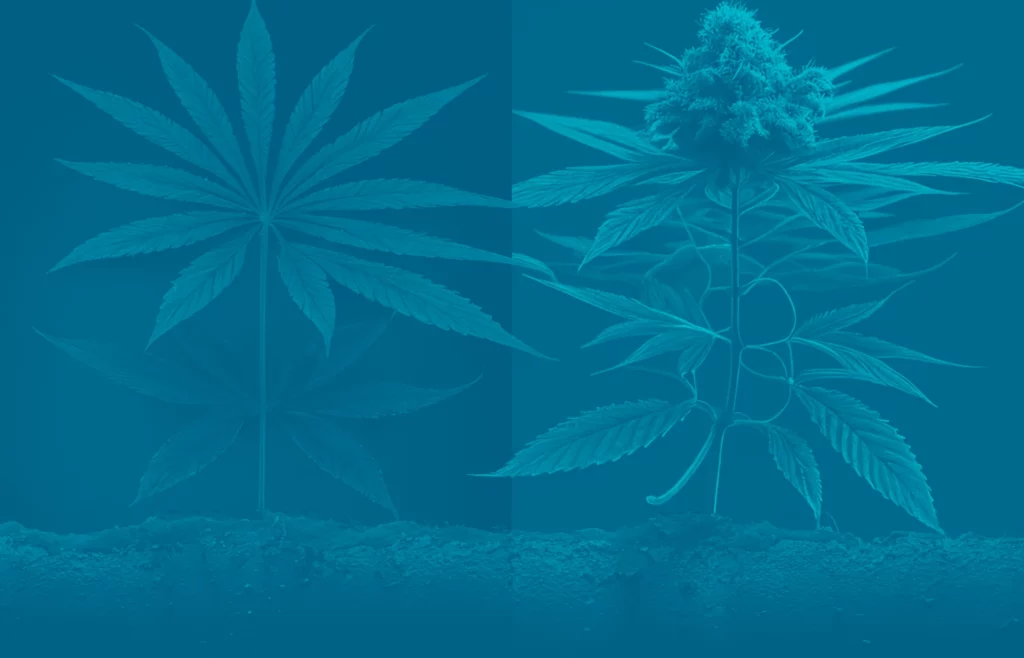 This is an artistic and abstract representation of the differences between hemp and marijuana THC.