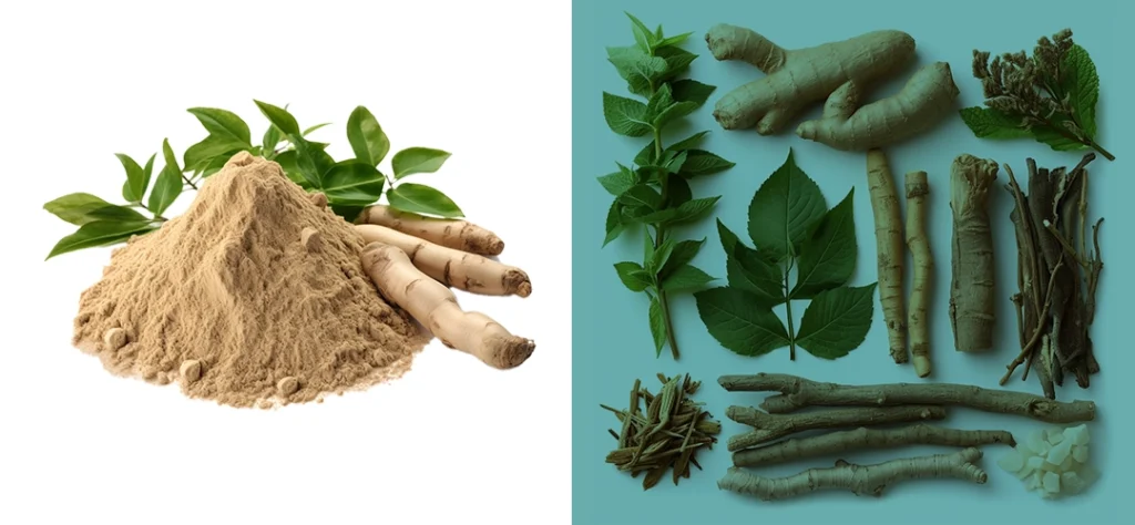 This image represents Ashwagandha picked for the beneficial properties.